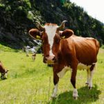 Vegan for the Animals