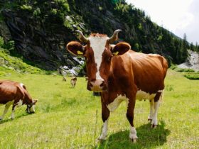 Vegan for the Animals